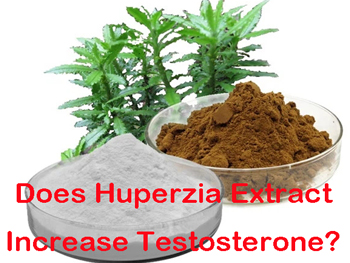 Does Huperzia Extract Increase Testosterone?